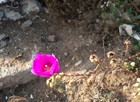 Picture for song 'SPRING (Radio Mix)' by artist 'New Jazz Movement'
