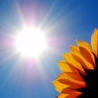 Picture for song 'hey! the sun came out today' by artist 'oldrottenhead'