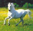 Picture for song 'Paige's White Horse cover by Taylor swift' by artist 'Omega Dog'