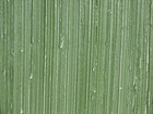Picture for song 'Green' by artist 'Pelvic Ostentations'