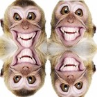 Picture for song 'Happy Monkey Time' by artist 'Phuckpuppet'