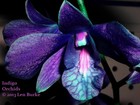 Picture for song 'indigo orchids' by artist 'Plaza7'