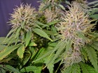 Picture for song 'You Can't Touch Me' by artist 'Purple Kush Entertainment'