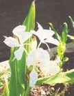Picture for song 'Blue Lei and White Ginger Blossom' by artist 'Rex Reynolds'