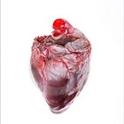 Picture for song 'Bivalve Beauty' by artist 'Ryan Porter'