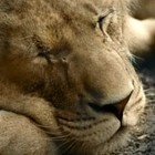 Picture for song 'Cover song-Lion Sleeps tonight-The Tokens' by artist 'Sick Mother Fucker'