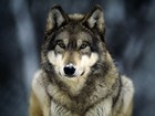 Picture for song 'Calling All Wolves' by artist 'Slim Tattery'