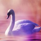 Picture for song 'May We Join Hands (Snowkitten Remix)' by artist 'Snowkitten'