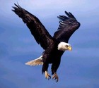Picture for song 'Where Eagles Soar' by artist 'Swampman And The Machine'