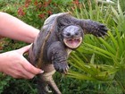 Picture for song 'Attack of the Alien Snapper Turtles' by artist 'The Apologizers'