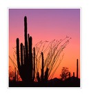 Picture for song 'I'd like to have you around' by artist 'The Saguaros'
