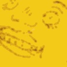 Picture for song 'Happy Halloween' by artist 'The Serendipitous Cacophonies'