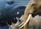 Picture for song 'Wyvern, Whale , and Elephant II' by artist 'The Vault - Selections from Our Scatalogue'