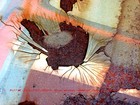 Picture for song 'Let Me Live a Little Longer' by artist 'wmmusic'