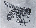 Picture for song 'Buzzsaw' by artist 'wrightdude'