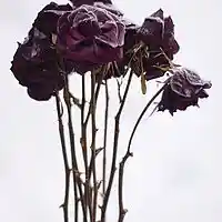 Picture for song 'Forever + Always' by artist 'Wolves Den'