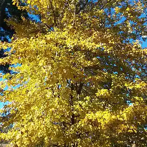 Picture for song 'Hammer Man' by artist 'Cevin Clay'