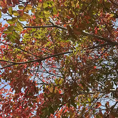 Picture for song 'Side Quests' by artist 'Gagmesharkoff'