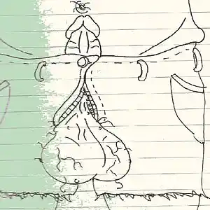 Picture for song 'Combat Jorts' by artist 'SLIMECOP'