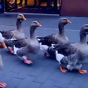 Picture for song 'Blue Goose Parade' by artist 'Vladimir Verpakhovski'