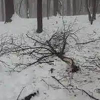 Picture for song 'Broken Branch' by artist 'Dwight Lakey'