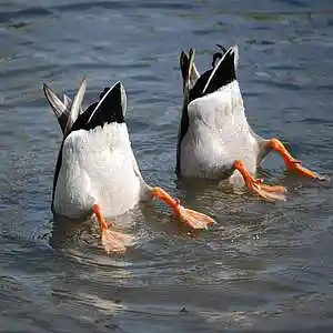 Picture for song 'Love A Duck' by artist 'Sounds by Ramolly'