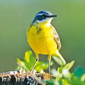 Picture for song 'Utuchka' by artist 'Christian Faivre'