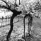 Picture for song '8 pm (BEAT) Uploaded: 27 Dec 2007' by artist 'Chris Colwell'