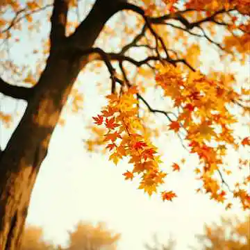 Picture for song 'Falling Leaves (Alternate Version)' by artist 'Cream Connection'