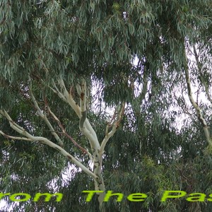 Picture for song 'Liad Right (shoot between)' by artist 'Paul Dalla Via'