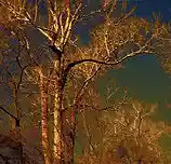 Picture for song 'Naiads' by artist 'Annastatsea'