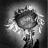 Picture for song 'Dead Flowers' by artist 'Chris Heinen'