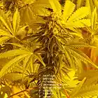 Picture for song '07 tragedias.mp3' by artist 'EPDF'