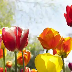 Picture for song 'Spring again' by artist 'Gabriel 880'