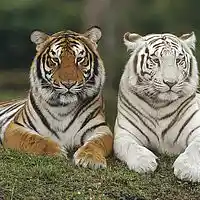 Picture for song 'eye of the tiger' by artist 'Lightning Music'