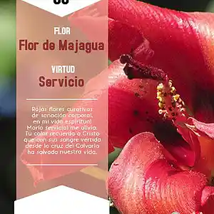 Picture for song 'Dia 30-Flor de Majagua' by artist 'Producciones Vandor'