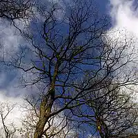 Picture for song '10-Sandra Bronder _ Diesmal nicht - lange Version' by artist 'Sandra Bronder'