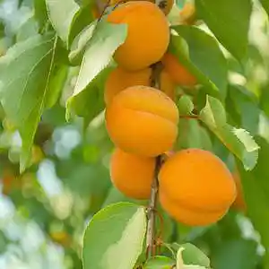 Picture for song 'The Apricot Thief' by artist 'Fanques and The Amp Farm'