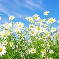 Picture for song 'Sweet Daisy May' by artist 'Doug Murphy'