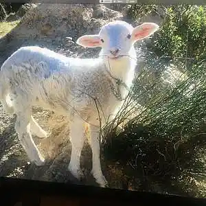 Picture for song 'Spine Language' by artist 'Johanna Renfro'