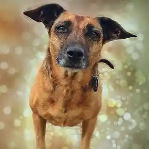 Picture for song 'Mrs Robinson' by artist 'Cocoband'