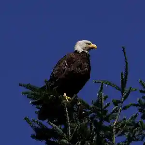 Picture for song 'love and light' by artist 'Mattila'