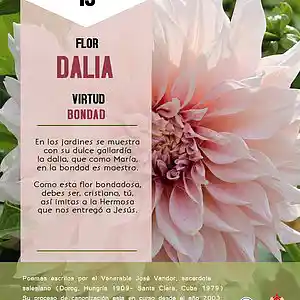 Picture for song 'Dia 19-Flor Dalia' by artist 'Producciones Vandor'