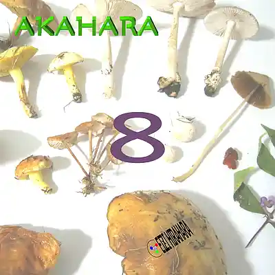 Picture for song 'AKAHARA 8' by artist 'Eizi Hirahara'