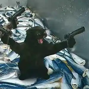 Picture for song 'KAT' by artist 'VOS.ofc'