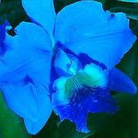 Picture for song 'BLUE ORCHID' by artist 'Alexis VAN EECKHOUT'