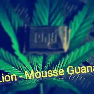 Picture for song 'Aure Lion - Mousse Guananja' by artist 'Aure Lion'