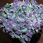 Picture for song 'blowin loud' by artist 'k1theproducer'