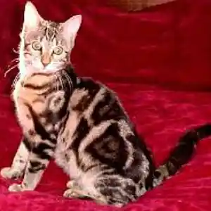 Picture for song 'Old Time Voyage' by artist 'Loren'