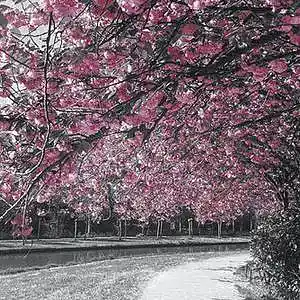 Picture for song 'BLOSSOM *BUY 2 GET 3 FREE*' by artist 'Maori Beatz'